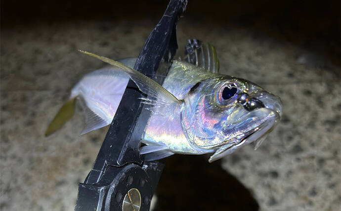 「型狙いでも数狙いでもなし」 冬の釣りの醍醐味は1尾を目指すことにあり？