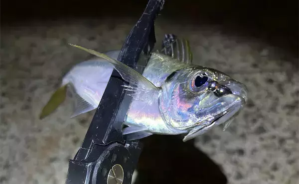 「「型狙いでも数狙いでもなし」 冬の釣りの醍醐味は1尾を目指すことにあり？」の画像