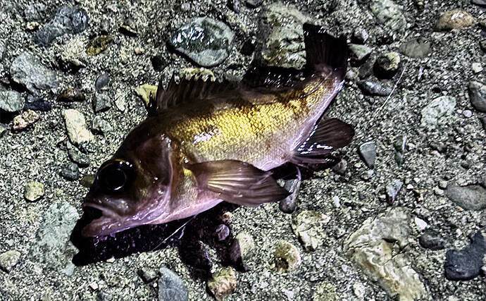 「型狙いでも数狙いでもなし」 冬の釣りの醍醐味は1尾を目指すことにあり？