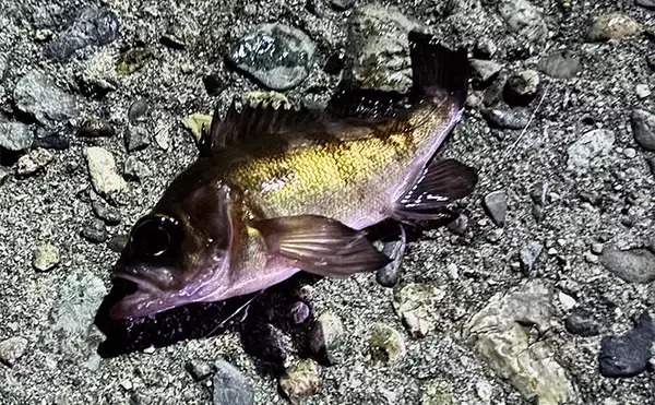 「「型狙いでも数狙いでもなし」 冬の釣りの醍醐味は1尾を目指すことにあり？」の画像