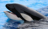 「「野生下のシャチ同士がキスする瞬間」が撮影される　シャチの社会性とは？」の画像1
