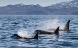 「「野生下のシャチ同士がキスする瞬間」が撮影される　シャチの社会性とは？」の画像2