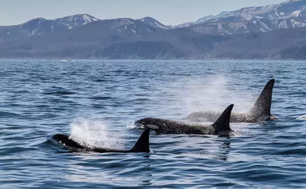 「「野生下のシャチ同士がキスする瞬間」が撮影される　シャチの社会性とは？」の画像