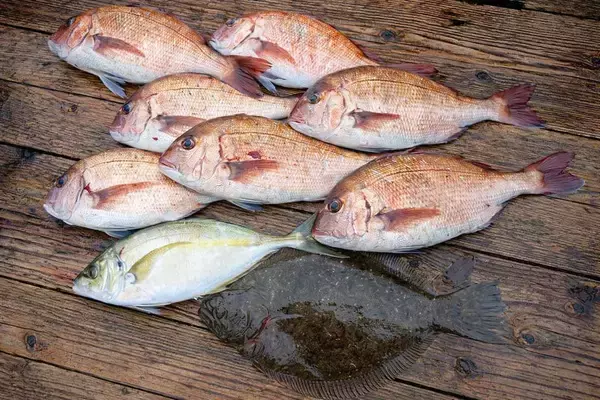 海上釣り堀でマダイにヒラメにシマアジ好捕！【和光・三重】青物は不発