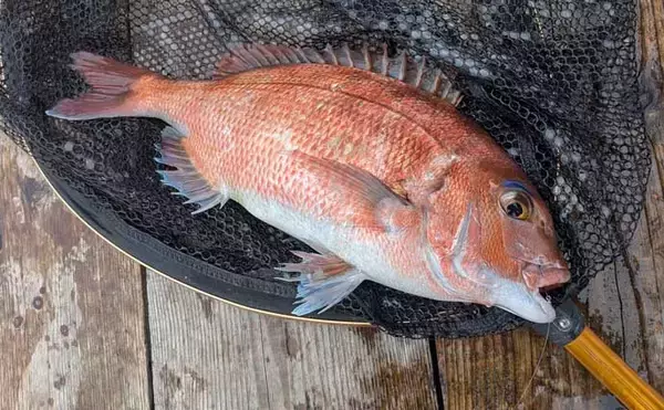 「海上釣り堀でマダイにヒラメにシマアジ好捕！【和光・三重】青物は不発」の画像