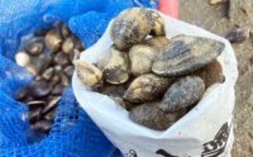 『前島』での潮干狩りで良型アサリと対面【愛知】岩場エリアを中心に探す
