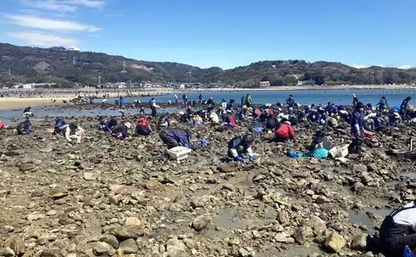 「『前島』での潮干狩りで良型アサリと対面【愛知】岩場エリアを中心に探す」の画像