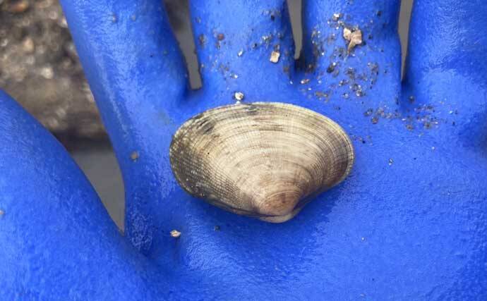 『前島』での潮干狩りで良型アサリと対面【愛知】岩場エリアを中心に探す