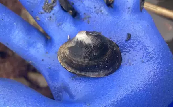 「『前島』での潮干狩りで良型アサリと対面【愛知】岩場エリアを中心に探す」の画像