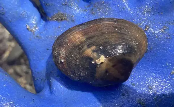 「『前島』での潮干狩りで良型アサリと対面【愛知】岩場エリアを中心に探す」の画像