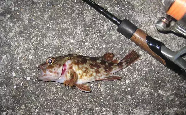 「夜のライトゲーム釣行でカサゴ連発【岡山】小型のジグヘッドワームに好反応」の画像