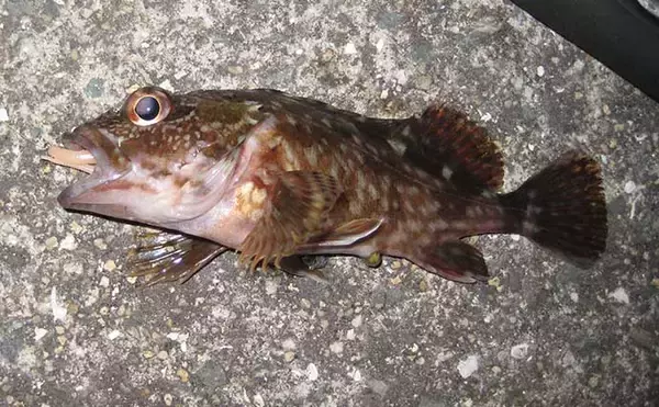 「夜のライトゲーム釣行でカサゴ連発【岡山】小型のジグヘッドワームに好反応」の画像