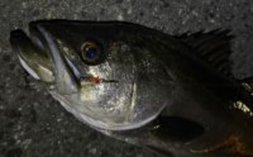 春の釣り場で起こりがちなこと　魚だけでなく釣り人同士もプレッシャーが高まる？