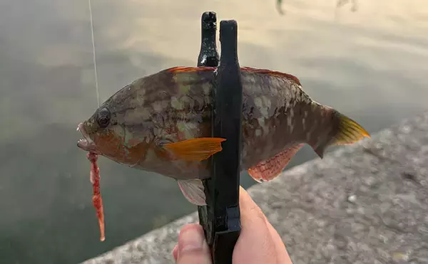 「春の釣り場で起こりがちなこと　魚だけでなく釣り人同士もプレッシャーが高まる？」の画像