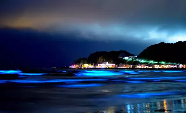 新たな観光資材？それとも厄介者？　海を真っ赤に染めて青く光る「夜光虫」とは
