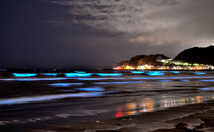 新たな観光資材？それとも厄介者？　海を真っ赤に染めて青く光る「夜光虫」とは