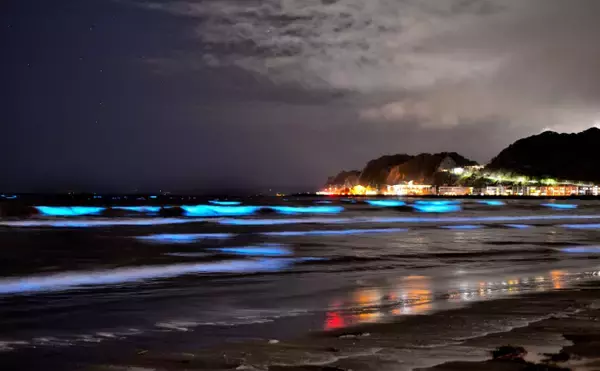 「新たな観光資材？それとも厄介者？　海を真っ赤に染めて青く光る「夜光虫」とは」の画像