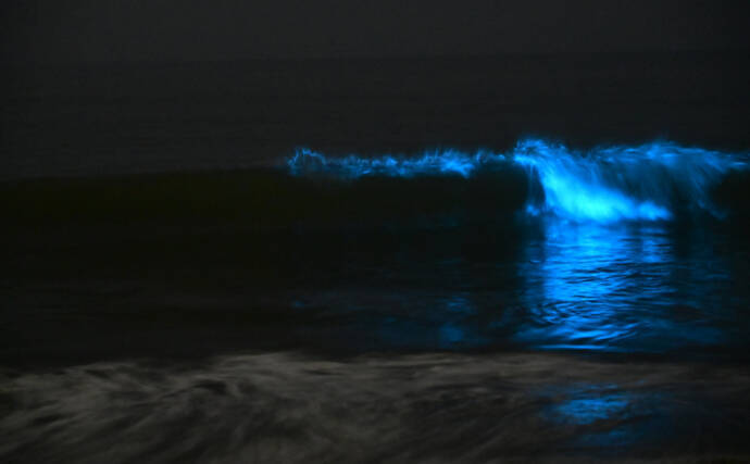 新たな観光資材？それとも厄介者？　海を真っ赤に染めて青く光る「夜光虫」とは