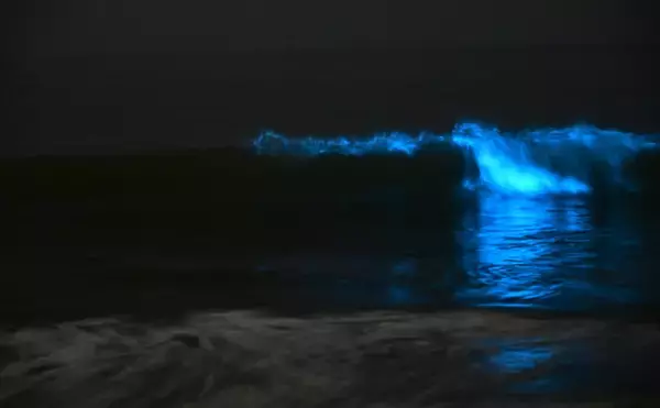 「新たな観光資材？それとも厄介者？　海を真っ赤に染めて青く光る「夜光虫」とは」の画像
