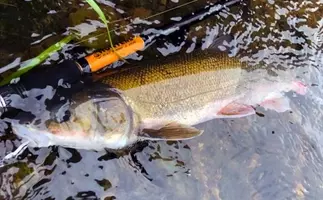 ソリッドティップ エギングロッドのメリット3選 夜釣りにオススメ 19年10月18日 エキサイトニュース