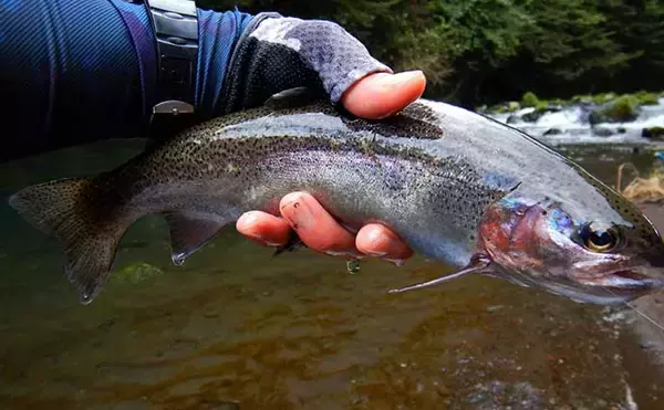 「山梨・桂川での渓流エサ釣りで尺イワナに尺ニジマス手中に満足」の画像