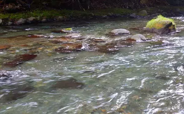 「山梨・桂川での渓流エサ釣りで尺イワナに尺ニジマス手中に満足」の画像