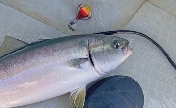 「台風明けの鳥羽沖で多魚種乱舞！」タテ釣りでハマチ＆マトウダイ＆ウッカリカサゴ好捕【三重】
