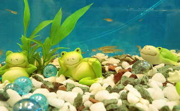 水槽内で魚同士のケンカが勃発! ストレスを減らしてあげれば心穏やかに生活してくれる?