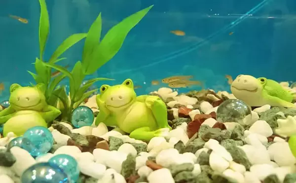 水槽内で魚同士のケンカが勃発！　ストレスを減らしてあげれば心穏やかに生活してくれる？