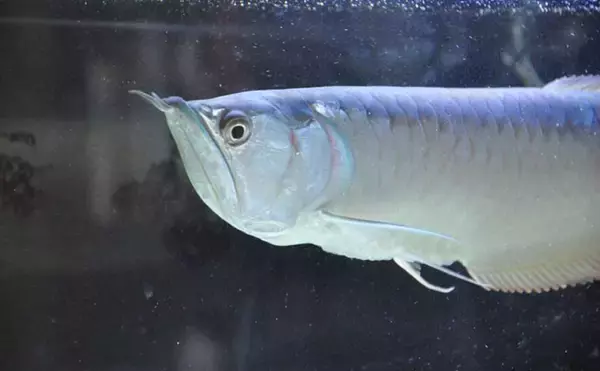 「水槽内で魚同士のケンカが勃発！　ストレスを減らしてあげれば心穏やかに生活してくれる？」の画像