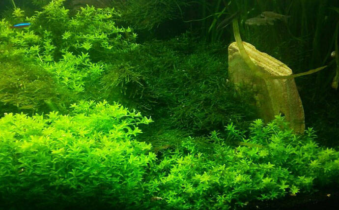 水槽内で魚同士のケンカが勃発！　ストレスを減らしてあげれば心穏やかに生活してくれる？