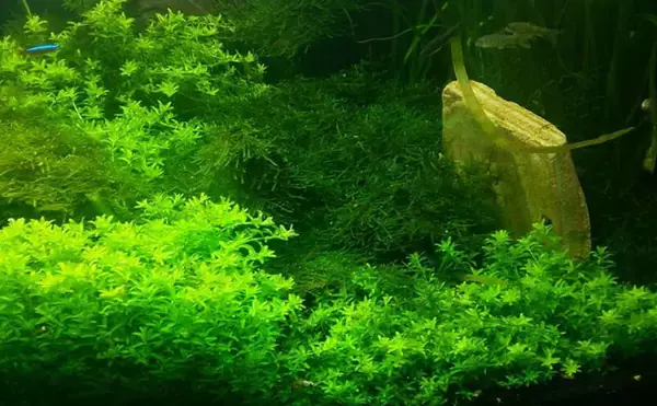 「水槽内で魚同士のケンカが勃発！　ストレスを減らしてあげれば心穏やかに生活してくれる？」の画像