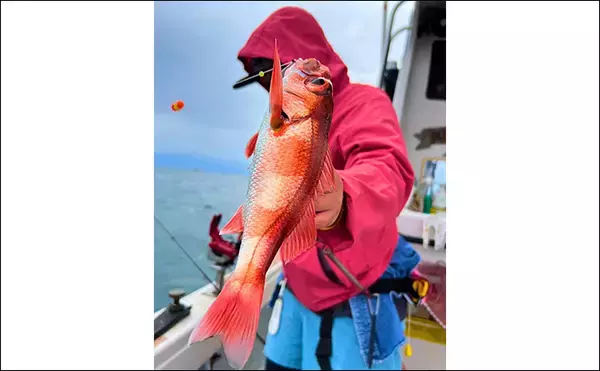 「アカムツ釣りで本命続々！【富山・大将軍丸】誘いやハリスの長さ調整でアタリ引き出す」の画像
