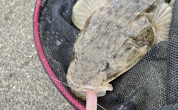 陸っぱりルアーマゴチゲームで本命連発！【木曽川河口】バス用ワームに好反応