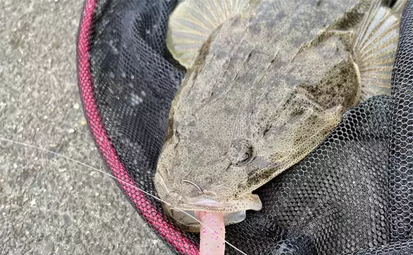 陸っぱりルアーマゴチゲームで本命連発！【木曽川河口】バス用ワームに好反応