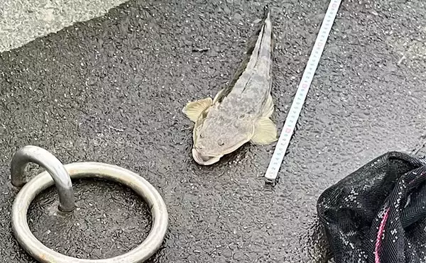 「陸っぱりルアーマゴチゲームで本命連発！【木曽川河口】バス用ワームに好反応」の画像