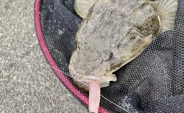 「陸っぱりルアーマゴチゲームで本命連発！【木曽川河口】バス用ワームに好反応」の画像