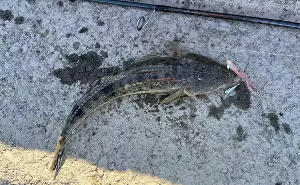 「陸っぱりルアーマゴチゲームで本命連発！【木曽川河口】バス用ワームに好反応」の画像