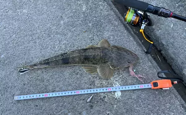 「陸っぱりルアーマゴチゲームで本命連発！【木曽川河口】バス用ワームに好反応」の画像