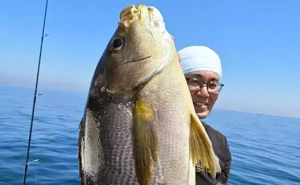 SLJ（スーパーライトジギング）で50cm級特大イサキが登場！【沖釣り最新情報5選・福岡】