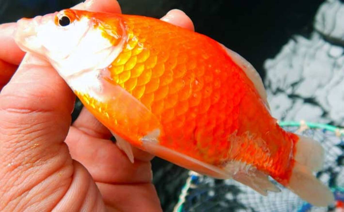 厳寒期の室内つり堀でキンギョ123尾 束釣りのコツ3選も公開 22年2月16日 エキサイトニュース