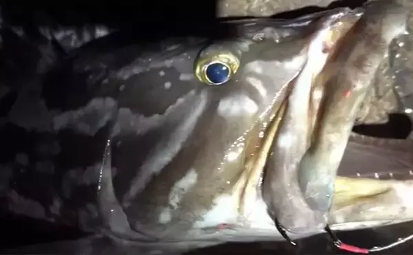 「秘境中の秘境『肥前鳥島』遠征釣行　良型オナガグレに石鯛が入れ食いに」の画像