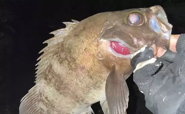 フロートリグでのメバリングで27cm頭に良型「梅雨メバル」4匹