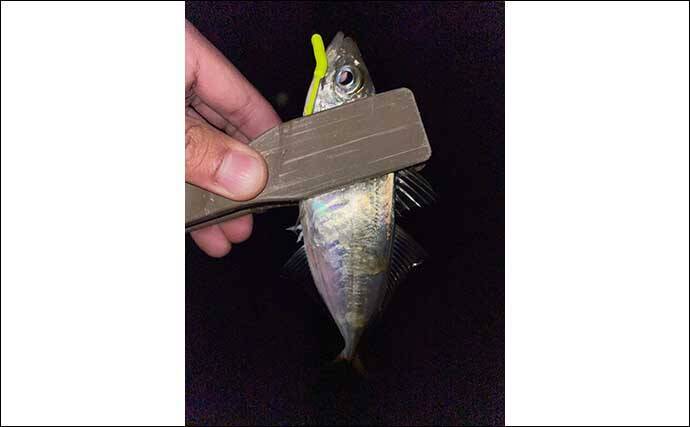 フロートリグでのメバリングで27cm頭に良型「梅雨メバル」4匹