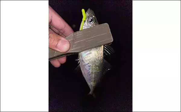 「フロートリグでのメバリングで27cm頭に良型「梅雨メバル」4匹」の画像