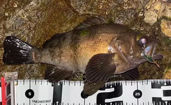 「フロートリグでのメバリングで27cm頭に良型「梅雨メバル」4匹」の画像