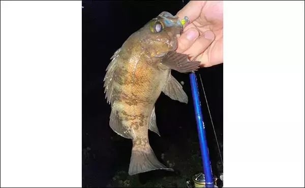 「フロートリグでのメバリングで27cm頭に良型「梅雨メバル」4匹」の画像