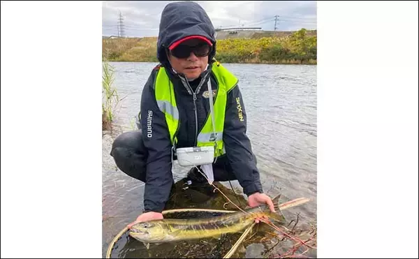 「サケ有効利用調査釣行で78cm4kg超えオス手中【新潟・五十嵐川】　力強いやり取りが魅力」の画像