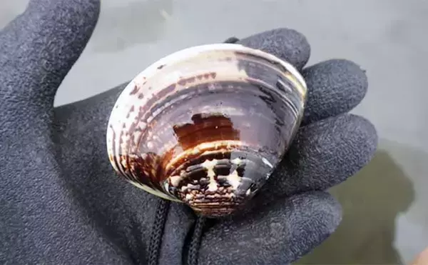 「江戸川河口での潮干狩りでホンビノス貝が大漁【東京】「広く浅く」がポイント？」の画像