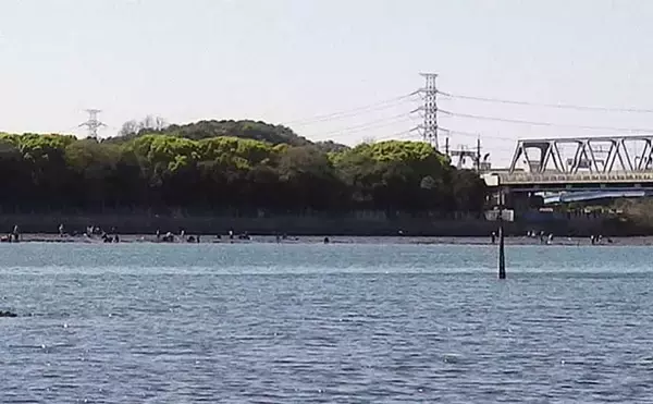 「江戸川河口での潮干狩りでホンビノス貝が大漁【東京】「広く浅く」がポイント？」の画像